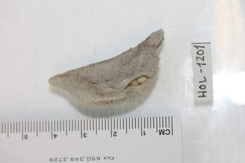 Media type: image;   Invertebrate Zoology HOL-1201 Description: Preserved specimen.;